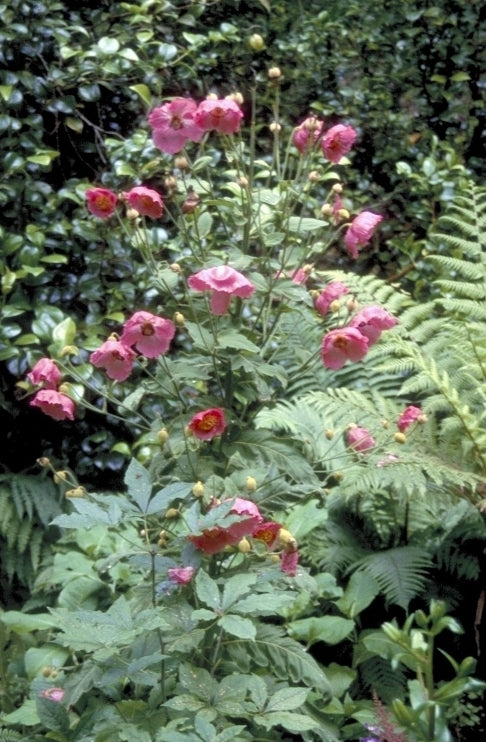 Meconopsis napaulensis 'Roze'