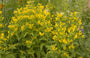 Lysimachia ciliata Dark Leaved Form