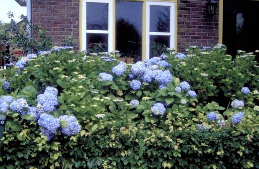 Heester Hydrangea macrophylla 'Mariesii Perfecta