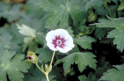 Ooievaarsbek - Geranium lambertii 'Swansdown'