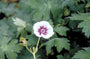Ooievaarsbek - Geranium lambertii 'Swansdown'