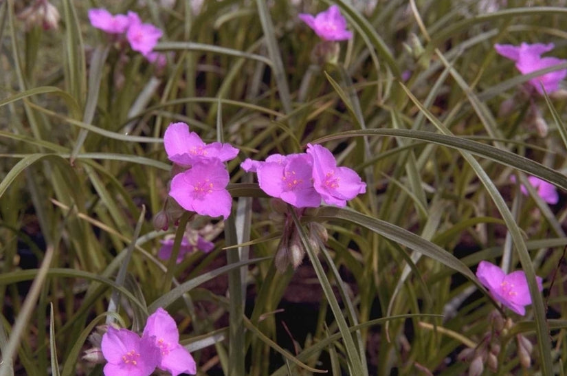 Tradescantia 'Charlotte'