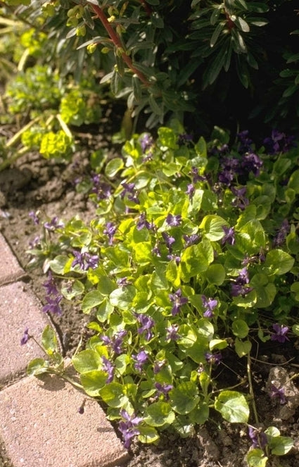Maarts Viooltje - Viola odorata