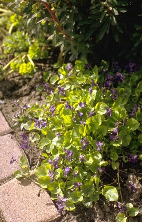 Maarts Viooltje - Viola odorata