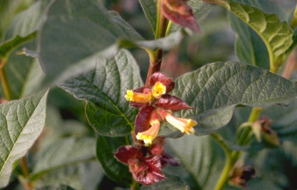 Kamperfoelie - Lonicera involucrata var. ledebourii