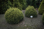 Westerse levensboom - Thuja occidentalis 'Meinecke's Zwerg'