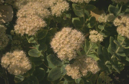 Vetkruid - Sedum spectabile 'Stardust'