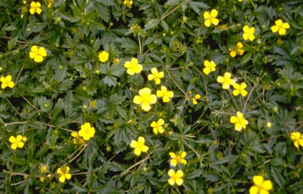 Potentilla erecta