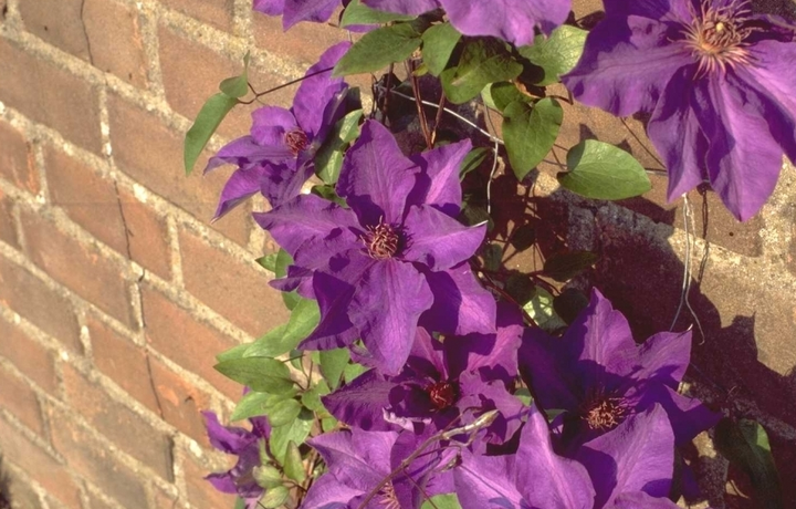 prachtige clematis bloemen 