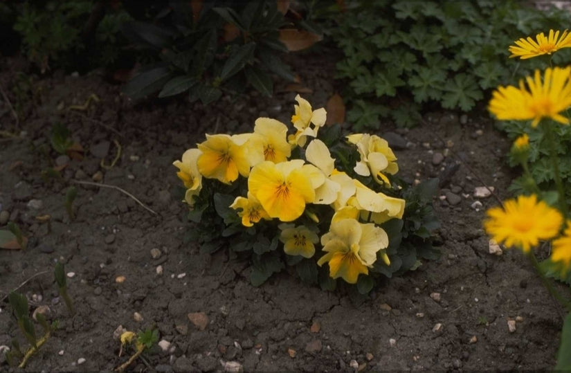 Viola 'Swiss Giant'