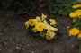 Viola 'Swiss Giant'