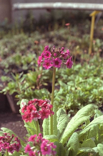 Japanse Sleutelbloem - Primula japonica 'Miller's Crimson'