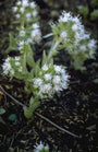 Petasites albus