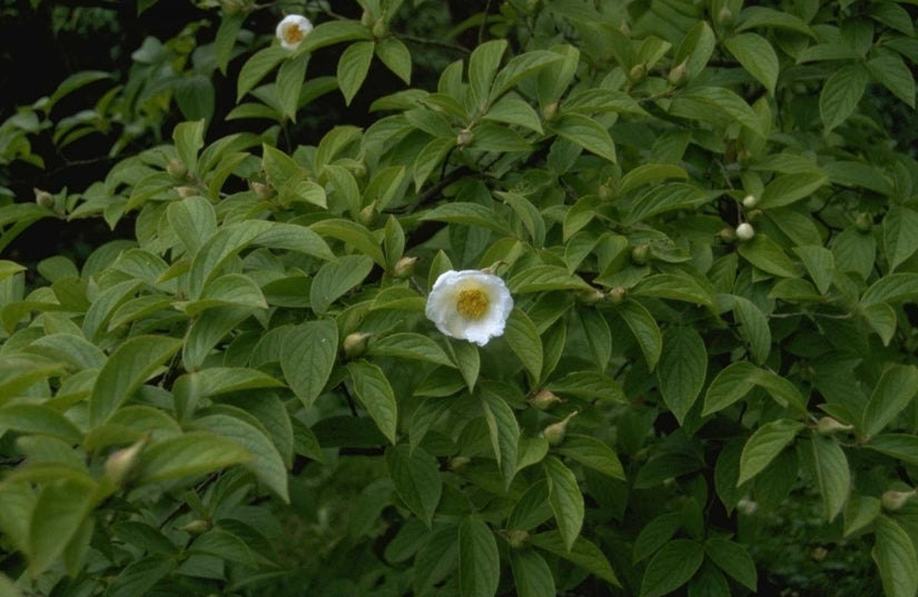 Stewartia pseudocamellia