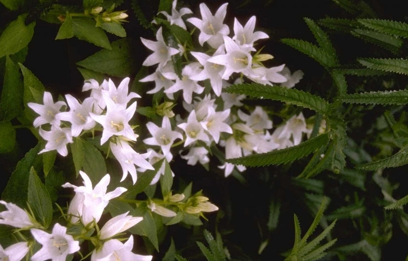 Campanula latifolia 'Alba'