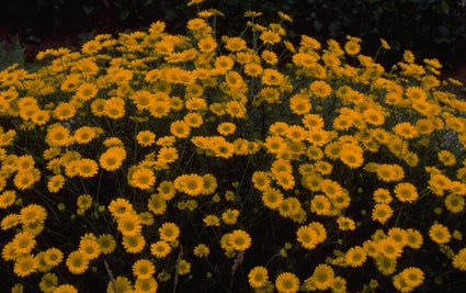 Gele kamille - Anthemis x hybrida