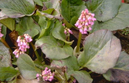 Schoenlappersplant - Bergenia x schmidtii