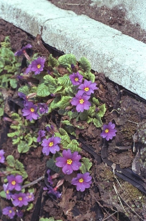 Sleutelbloem - Primula juliae