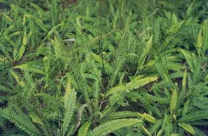 Dubbelloof - Blechnum spicant
