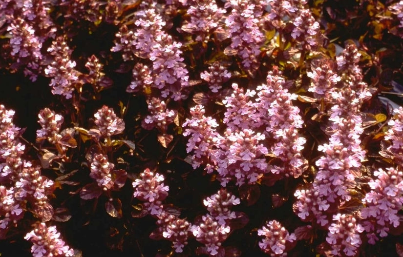 Kruipend Zenegroen - Ajuga reptans 'Rosea'