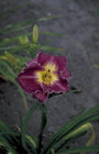 Daglelie - Hemerocallis 'Court Magician'