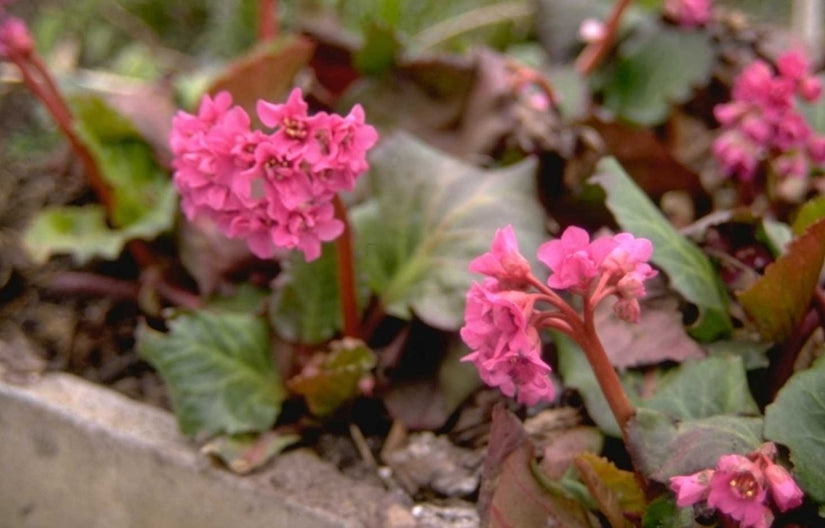 Schoenlappersplant - Bergenia 'Abendglut'