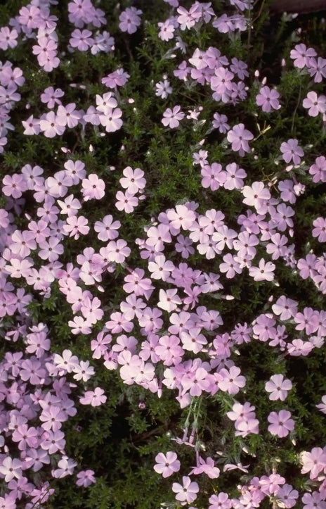 Flox - Phlox 'Rosea'