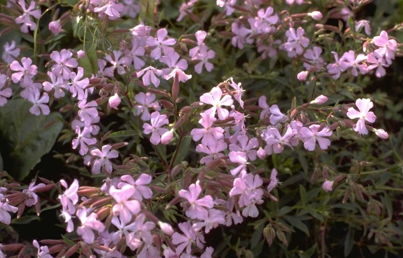 Saponaria x lempergii 'Max Frei'