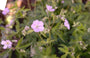 Geranium maculatum