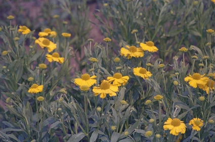 Zonnekruid - Helenium Bigelovii