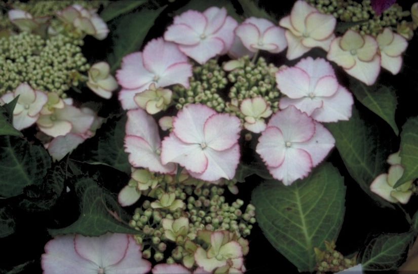 Hortensia - Hydrangea macrophylla 'Love you Kiss'