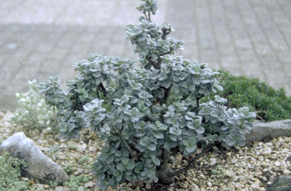 Dwergwilg Salix 'Boydii'