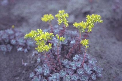 Sedum spathulifolium 'Purpureum'