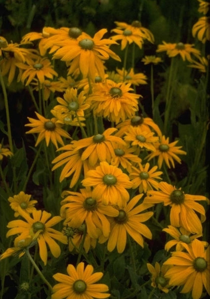 Ruige Rudbeckia - Rudbeckia hirta