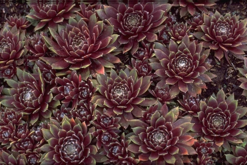 Sempervivum 'Rauhreif'