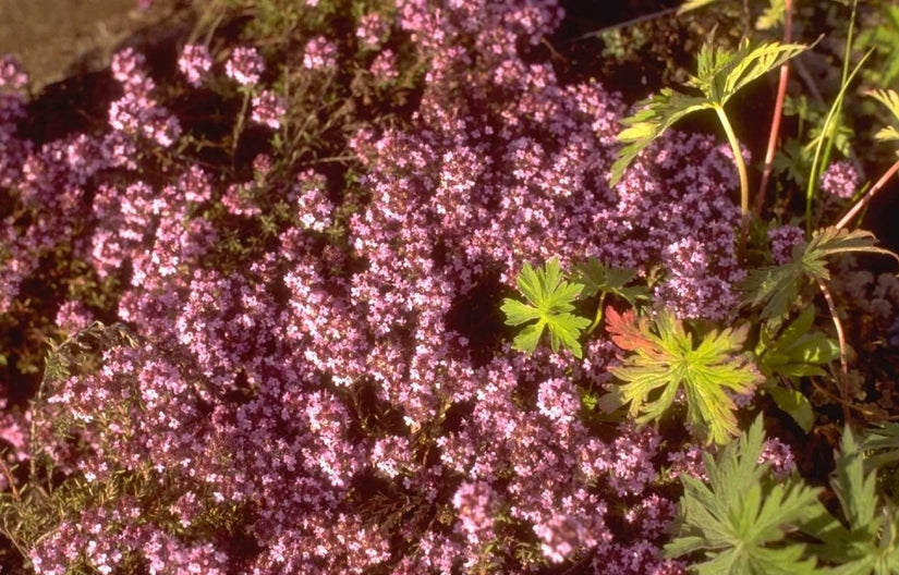 Tijm - Thymus richardii 'Peter Davis'