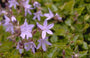 Klokje - Campanula poscharskyana 'Blauranke'