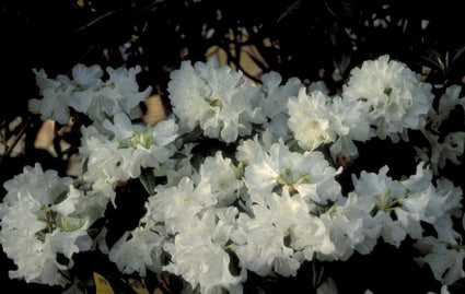 Rododendron - Rhododendron 'Dora Amateis'