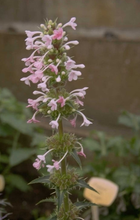 Morina longifolia