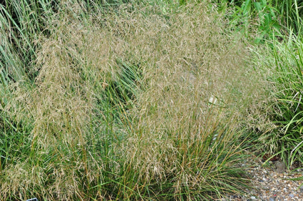 Ruwe smele - Deschampsia cespitosa 'Goldtau'