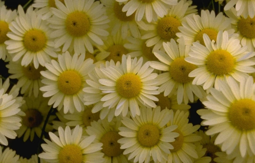 Gele kamille - Anthemis x hybrida 'E.C. Buxton'