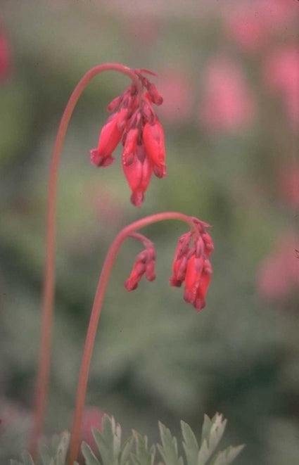 Gebroken hartjes - Dicentra 'Bountiful'