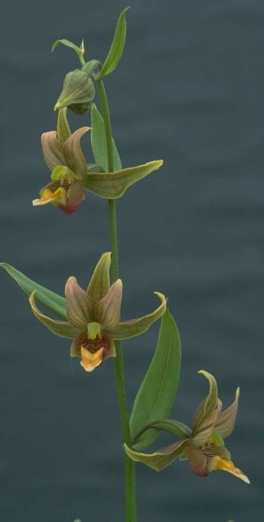 Epipactis gigantea