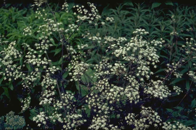 Fluitenkruid - Anthriscus sylvestris 'Ravenswing'