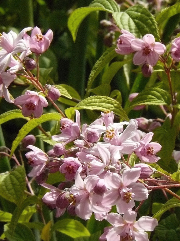 Bruidsbloem - Deutzia 'Mont Rose'