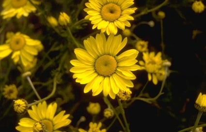 Gele kamille - Anthemis x hybrida 'Wargrave'