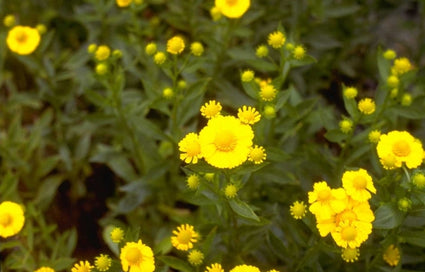 Zonnekruid - Helenium 'Kanaria'