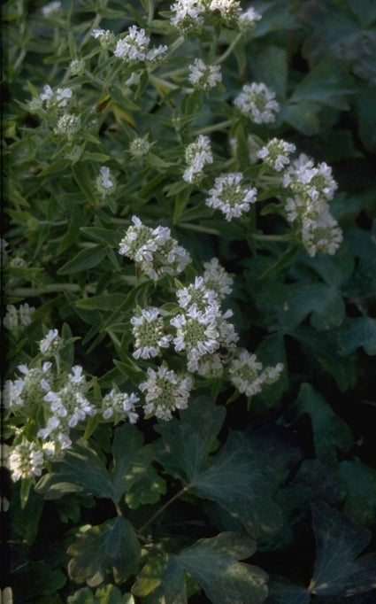 Pycnanthemum pilosum