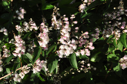 Bruidsbloem - Deutzia scabra 'Plena'