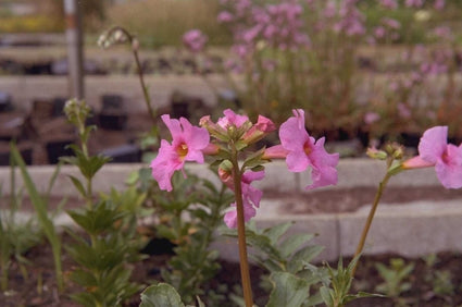 Incarvillea delavayi